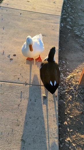 I can now describe the whole Big Bang theory because of this song. It didn’t talk about temperature anisotropies, quantum fluctuations, density perturbations, and gravitational instability leading to large bodies condensing into stars, planets, etc over time, but eh close enough. #hotanddense