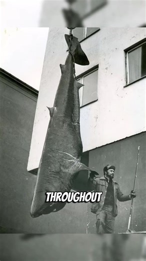 The Biggest Fish Ever Caught: A Record-Breaking Tale
