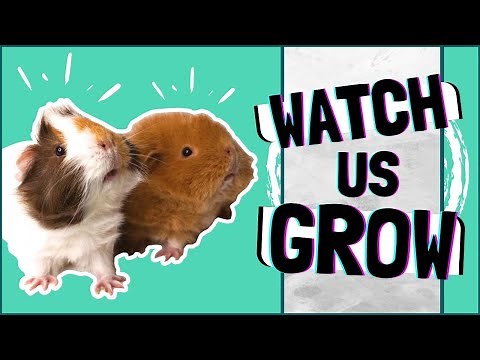The Story of Two Baby Guinea Pigs: Watch Us Grow!