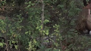 [WwW.VoirFilms.org]-Bloody.Mama.1970.MULTI.DVDRIP.x264.AC3