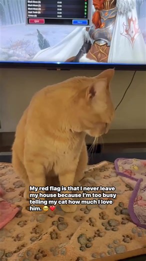 Infinite Love for My Cat