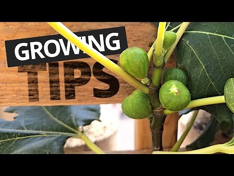 5 Tips for Growing Figs in Containers for a Bountiful Crop