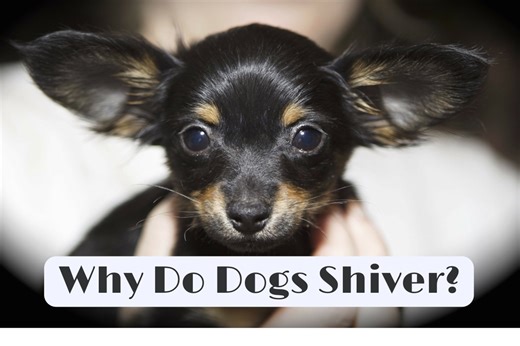 The Causes of Shivering in Dogs