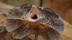 There's no otter place to celebrate this spring break! 🦦☀️🎉 Plan your visit to experience: 🐘 Exciting animal encounters & demos 🦦 The adorable otter pups in Tembo Trail 🌷 75,000 blooms of tulips, hyacinths & daffodils 🌵 Ziems Conservatory desert exhibits Purchase or renew your membership before your Zoo trip! Get 15% off by using code tzoosave25 at checkout. Visit https://bit.ly/42w5kjQ | The Toledo Zoo