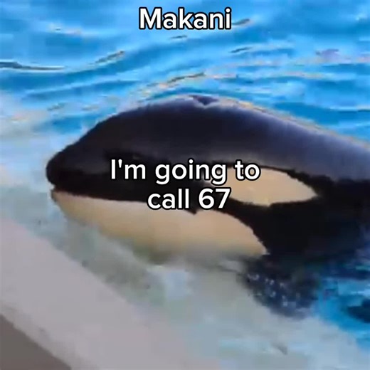 WE know this would happen vc: Orcinus Footages, EchoBeluga, Namika Orca, DancingMikay, CetusCetus, H20Mammals, Kalitheorcatrainer, SeaWorldPhotography #orca #makaniorca #nakaiorca #fyp #orcatok @Andromeda 🐬🔲 @CORPSEGRINDERR @Polybius_Nygma