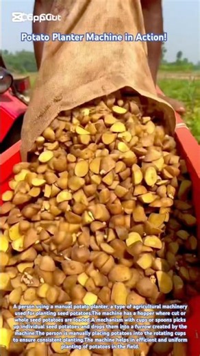 Potato Planter Machine in Action!