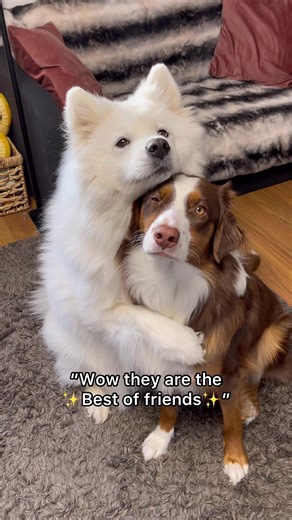 Heartwarming Dog Hugging Best Friend