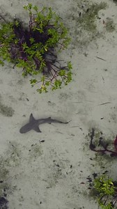 It was time for a new, updated video to introduce The Shark Lab. We hope you enjoy! Created by Chelle Blais Narrated by Ilijah Louis | Bimini Biological Field Station - Shark Lab