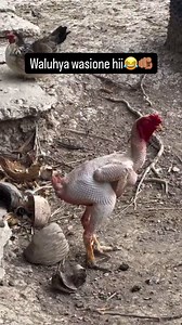 679 reactions · 17 shares | Mambo ni live  #NRGRadioKenya | NRG Radio | Facebook