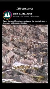 Even though mountain goats are one of the best climbers, they can still make mistakes. #nature #animals #wild #wildlife #pet #pets #goats #mountiangoats | Mating Animals