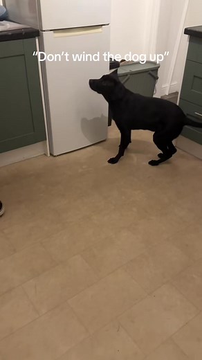 Another clip of the lab zoomies 💨 #labradorretriever #blacklabrador #zoomies #guinnessandgoose #guinnessthelabrador | Monithyda Nhanh