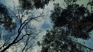 Wind. Pine trees swing from the wind