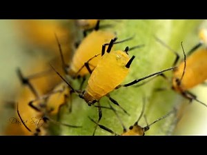 Aphids Life Cycle