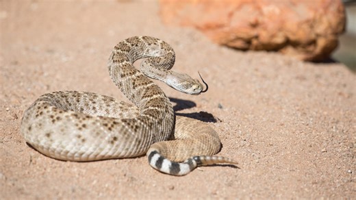 Are rattlesnakes really losing their rattle? Experts say, not so fast