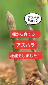 種から育てるアスパラ！植え替えしました！#農業#家庭菜園#固定種