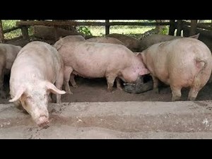 piggery farming in Uganda, #easy/affordablemodernwaytokeeppigs, get money & manure at # thesametime