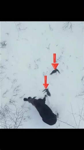 🫎 Moose Antler Shedding down #deerhunting #deer #deerhuntingохота #hunting #wildlife