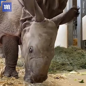 21K views · 319 reactions | This baby rhino is just the sweetest! Credit: Denver Zoo | Daily Mail Video | Facebook