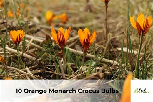 10 Orange Monarch Crocus Bulbs | Bright Spring Blooming Flower Bulbs for Planting - Etsy