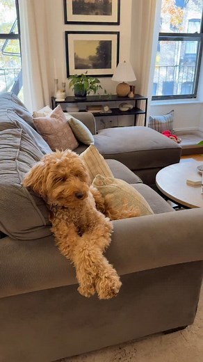 1.8K views · 57 reactions | what happened to my fluffy puppy  . . . #puppy #dog #minidoodle #australianlabradoodle #fyp #dogsofinstagram #labradoodlepuppy #doodlepuppy #minilabradoodle #explore | Brooks the Mini Australian Labradoodle | Facebook