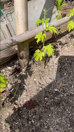 ゴーヤの苗を植えた🌱どこまで育つ!?8週間経過