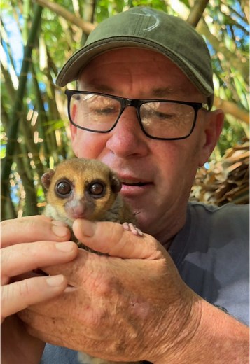 Discover the Adorable Nocturnal Mouse Lemur