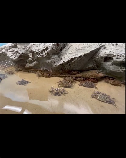 トゲクリガニ#shorts #浅虫水族館 #水族館 #aquarium #トゲクリガニ