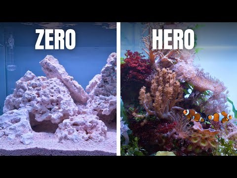 COMPLETE SALTWATER AQUARIUM BEGINNERS GUIDE - EP3: Adding Inhabitants & Corals!