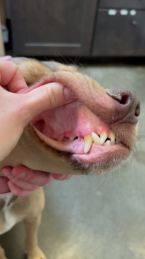 Understanding Pale Gums in Dogs: Update on Minnie
