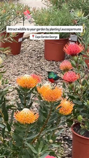 265 reactions · 11 comments | Nicola, our George branch Manager, shared this special video she took just before closing, with us. Nature is simply rewarding in all aspects. #capegarden #george #gardencentre #gardenroute | Cape Garden | Facebook