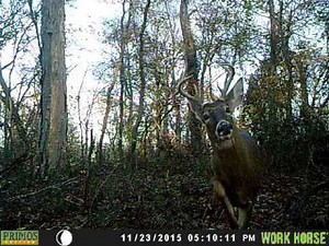 Buck Primos Workhorse Trail Cam
