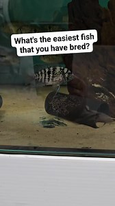 5.7K views · 48 reactions | These blue acaras are the easiest fish in our shop to breed! What's the easiest fish you have bred? #fish #tropicalfish #aquarium #cichlid #breeding #fishes #fishtank #pet #petfish #petshop #fishbreeding | Premier aquatics ltd | Facebook