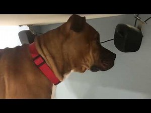 Messing with “Meme” dog playing dog sounds from the computer haha funny