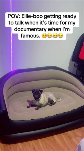 Ellie was a paid actor. 😌😂 #fyp #fypシ #fypシ゚viral #comedy #pug