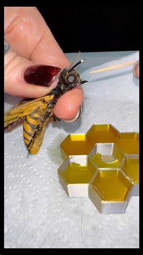 Deaths-head hawk moth feeding time #moths