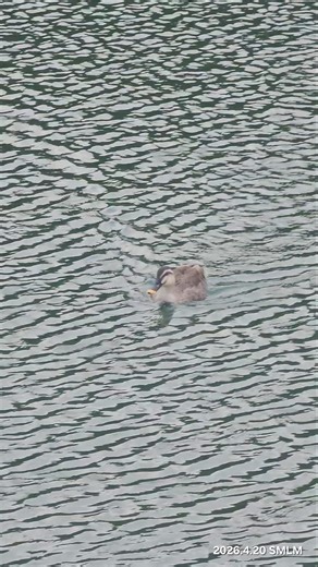 흰뺨검둥오리가 지나가길래 불렀더니 저한테로 오고 있어요 Eastern Spot-billed Duck PM 5:23 #smlm