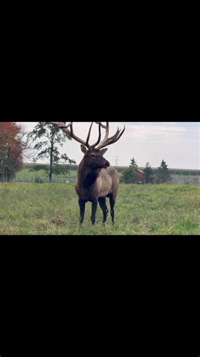Ever wonder why elk dig their antlers into the grass? 👀 During the fall rut (breeding season), bull elk thrash and rake the ground for a few reasons: 🍁To pick up scents that make them more noticeable to cows. 🍁To show off and look even bigger to rivals. 🍁To practice and release some extra energy. So if you spot an elk wearing a “grass crown,” it’s not just a fashion choice. | Wildwood Park & Zoo