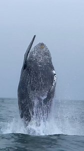Humpback breaching 🐋💙 🎥: @marybarbon_ #wildlife #breach #news #locals #wildlifevideos #videos #videography #sun #fog #connect #friends #whales #humpbackwhale #moments | Roam The Ocean
