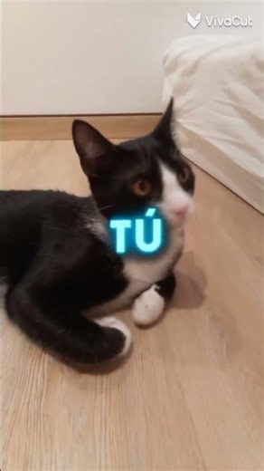 como hacer pa no quererte yeah tu tu