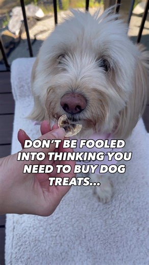 Crispy Air Fryer Banana Treats 🍌 Get the recipe & our Ultimate Dog Treat Cookbook (50 easy homemade treats) linked in our bio 📖🔗 Don’t be fooled into thinking you need to buy dog treats when a banana cost less than $0.25 👇 SAVE THIS RECIPE Ingredients • 1 banana • 1 tbsp olive oil Directions 1. Thinly slice the banana 2. Lightly spray with olive oil 3. Place slices in a single layer in the air fryer 4. Air fry at 200°F for ~40 minutes, until fully dried and crispyLet cool completely before s