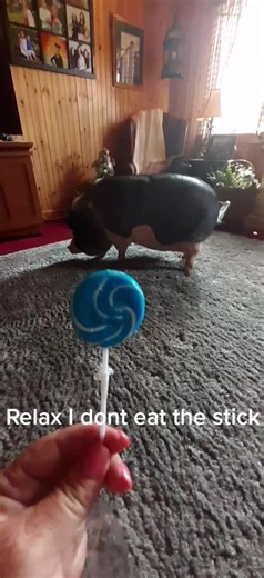 He is smarter than what you think#minipigoftiktok #pigsoftiktok #fyp, #smartpig #anim #yumm #foryoupage #fyps, #virals, #trending, #viral, #candyman #trend, #sweettreats #lolipop | Homer the pig