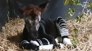 20K views · 1.1K reactions | Meet Mzimu the baby Okapi ❤️ Not only is Mzimu an absolutely adorable addition to the YWP family, he also plays a huge part in the conservation of this wonderful species! Mum Ruby is taking extra special care of her calf and they will stay inside until Mzimu becomes old enough to venture into the great outdoors You can read more about their story online here: https://bit.ly/OkapiBabyYWP | Yorkshire Wildlife Park | Facebook