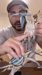 16K views · 14 reactions | 呂 Male vs. Female Blue Crabs: What’s the Difference? https://marylandbluecrab.com/post/malefemalebluecrab @followers | Maryland Blue Crab House | Facebook