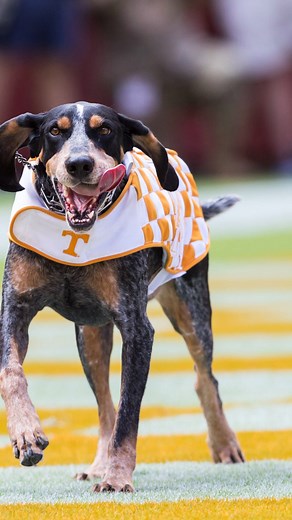 Smokey, the iconic live mascot of the University of Tennessee