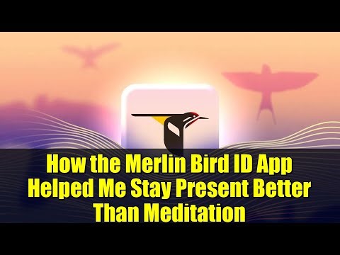 How the Merlin Bird ID App Helped Me Stay Present Better Than Meditation