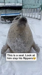 15K views · 330 reactions | Seals often slap their flippers on their...