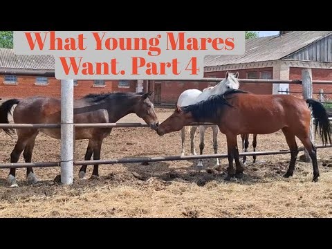 What Young Mares Want Part 4