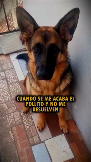 SI PRONTO NO HAY COMIDA HABRÁ PROBLEMAS 👑🐾 | VIDA DE PERROS