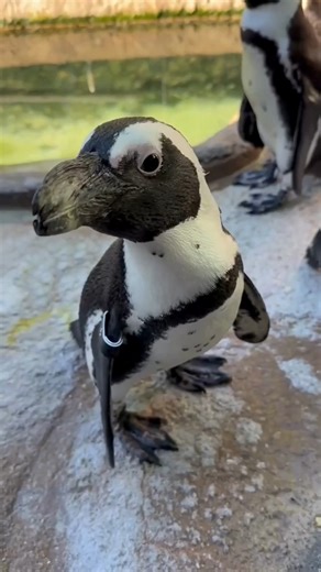 27K views · 1.6K reactions | Today is African Penguin Awareness Day...