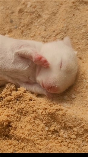A Warm Routine with My Paw & Hoof Family 🐰🫶 #pawandhoofmoments #rabbit #bunny #bunnies